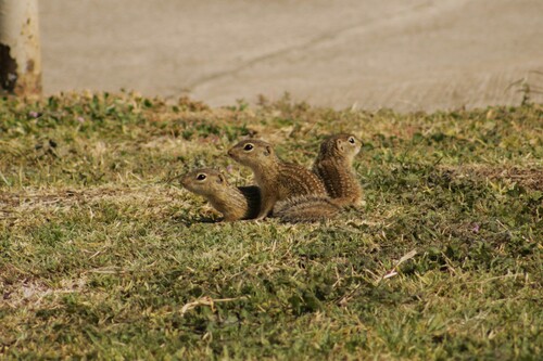 Mexican Ground Squirrel