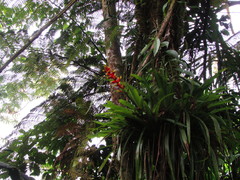 Guzmania donnell-smithii