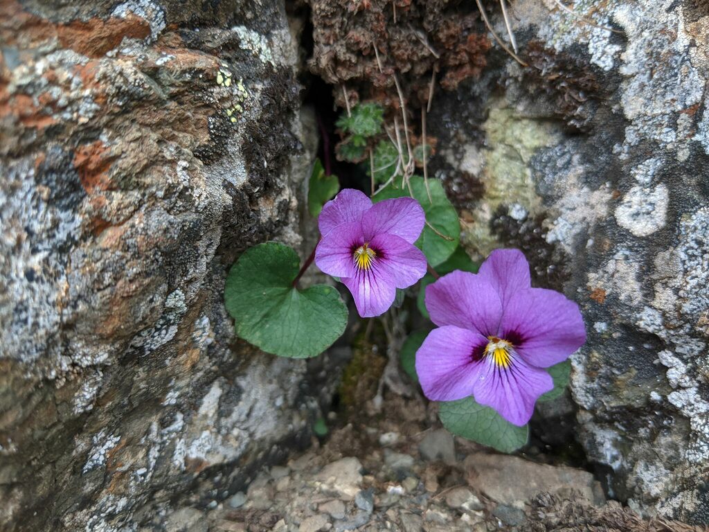 Olympic Violet