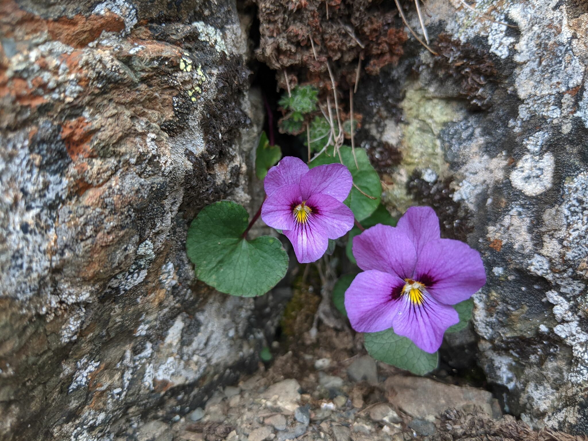 Viola flettii