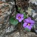 Viola flettii - Photo (c) greymstreet, algunos derechos reservados (CC BY-NC)