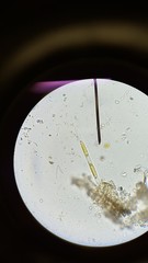 Naviculales