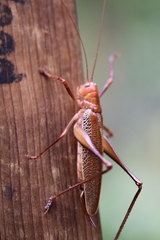 Ischnomela pulchripennis