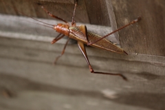 Ischnomela pulchripennis