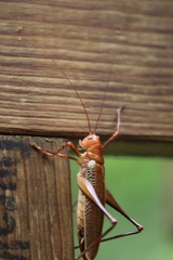 Ischnomela pulchripennis