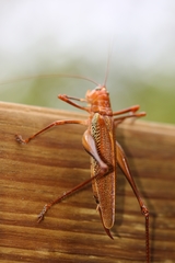 Ischnomela pulchripennis