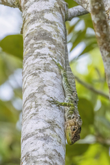 Barahona Anole photo 2
