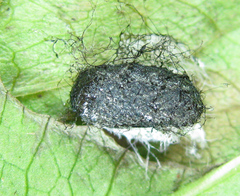 Euura obducta