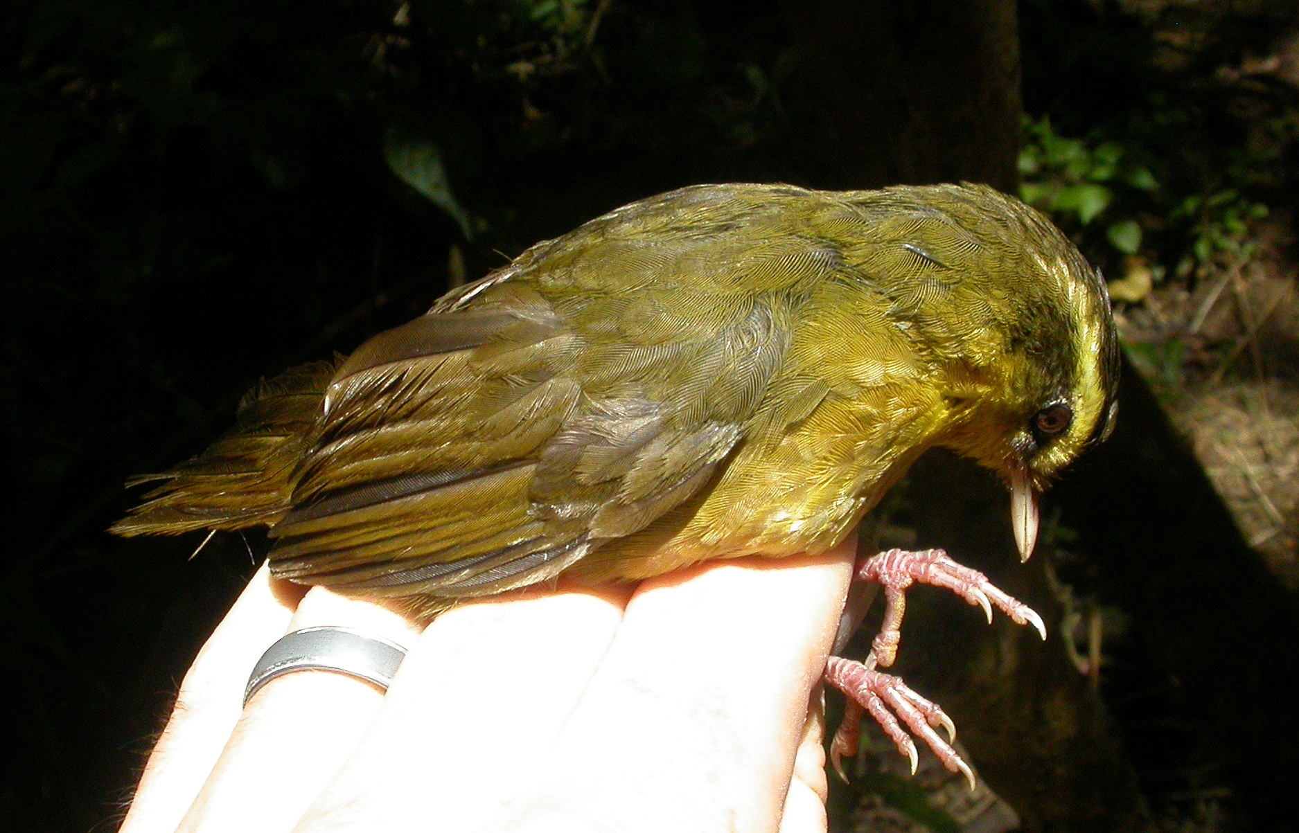 Madagascar Yellowbrow (Crossleyia xanthophrys), photo 4