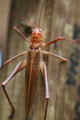 Ischnomela pulchripennis