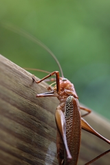 Ischnomela pulchripennis