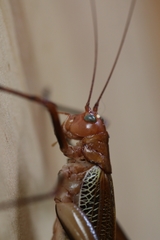 Ischnomela pulchripennis