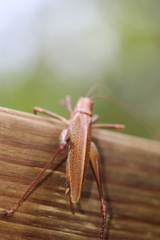 Ischnomela pulchripennis