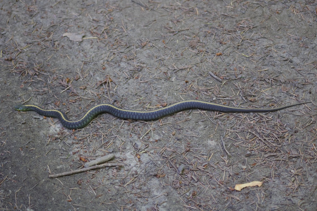 Santa Cruz Aquatic Garter Snake from Santa Clara County, CA, USA on ...