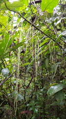 Myriocarpa
