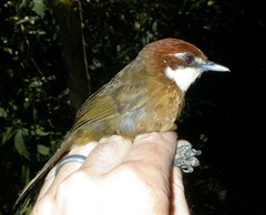 White-Throated Oxylabes photo 1