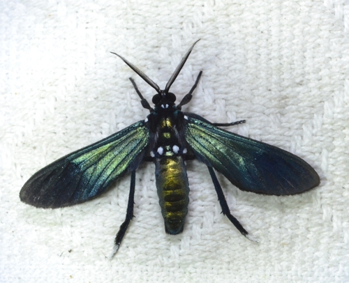 Macrocneme aurifera