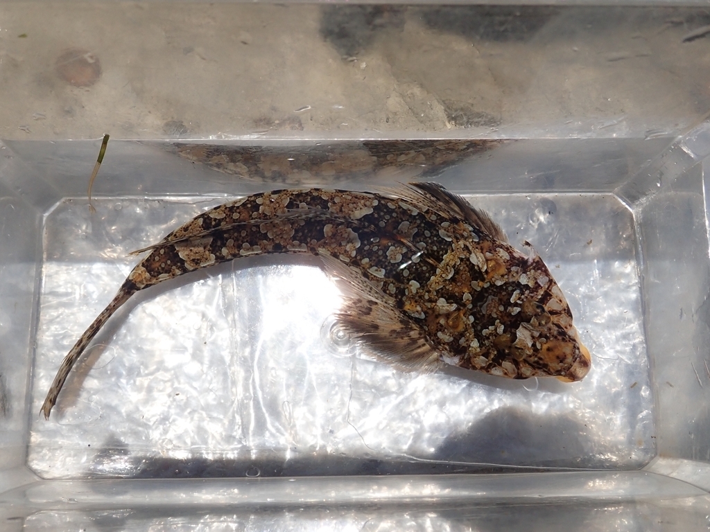 Tokyo Dragonet
