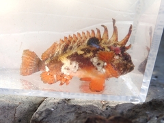 Redfin Waspfish photo 5