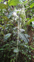 Myriocarpa