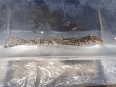 Tokyo Dragonet photo 2
