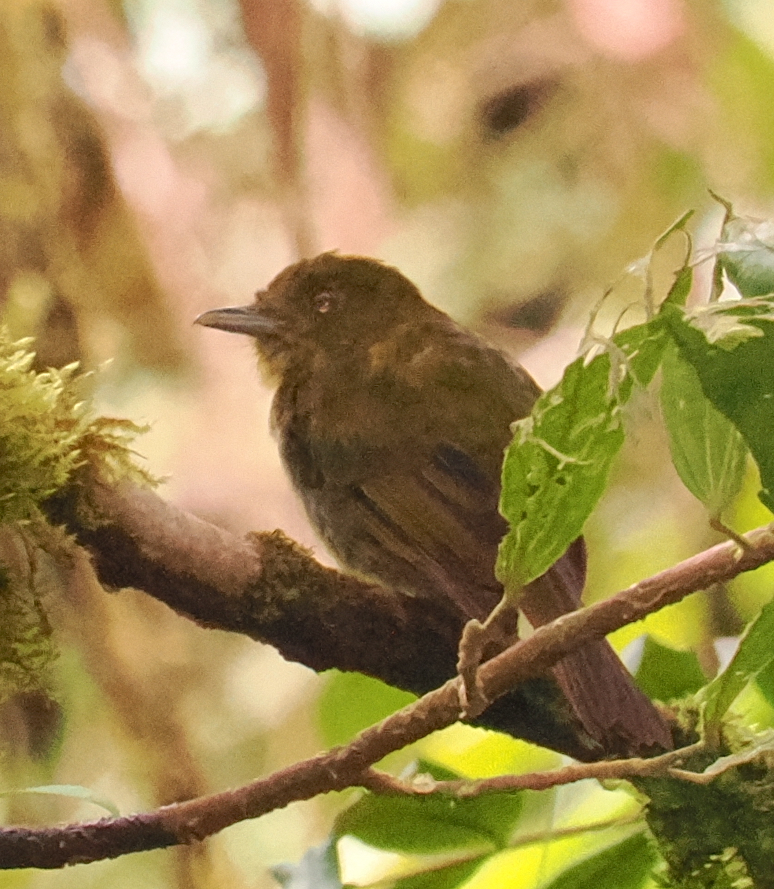 Sapayoa (Sapayoa aenigma), photo 3