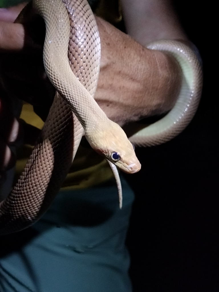 Baja California Rat Snake