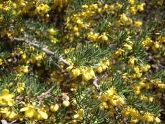 Berberis empetrifolia