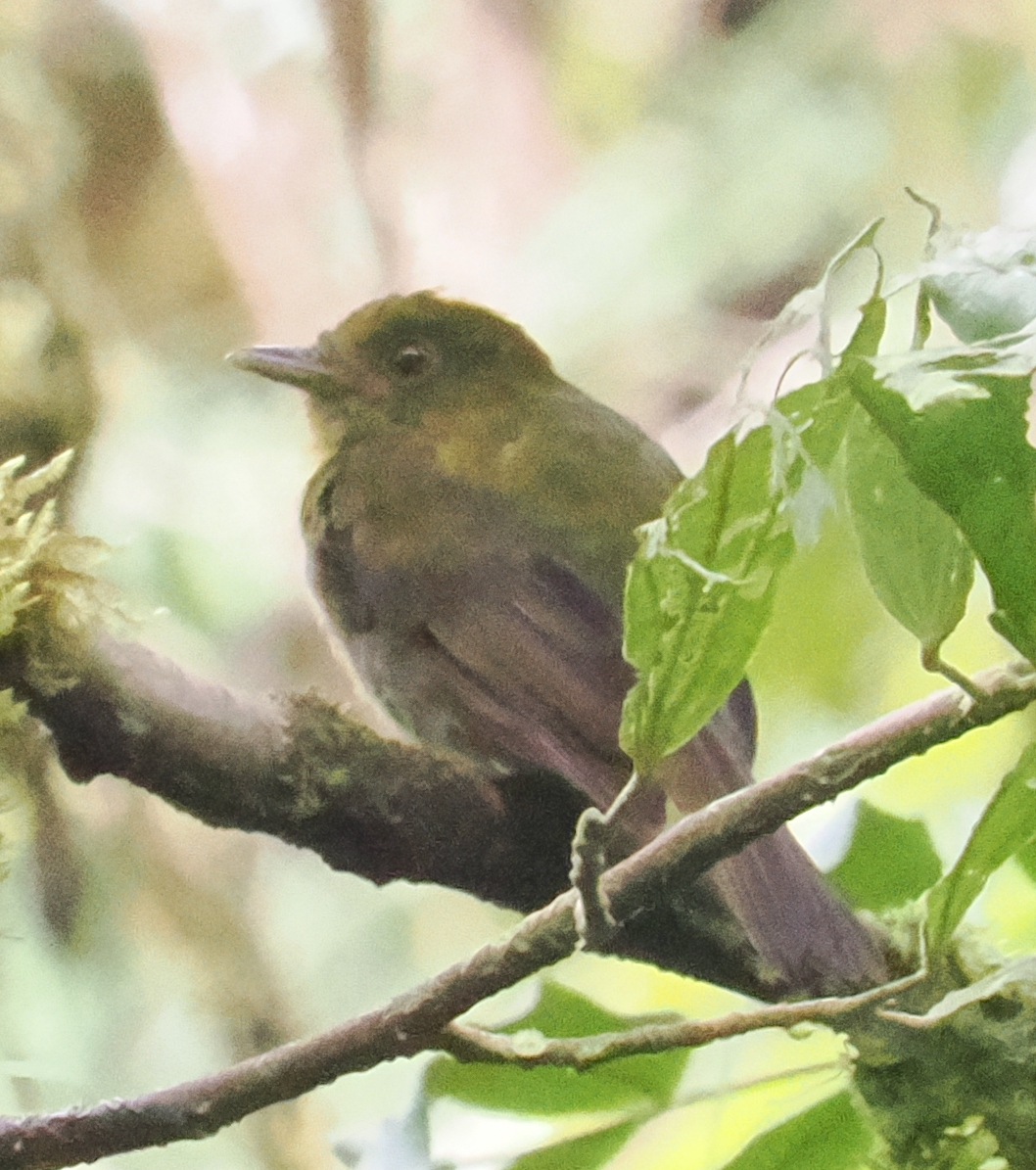 Sapayoa (Sapayoa aenigma), photo 4