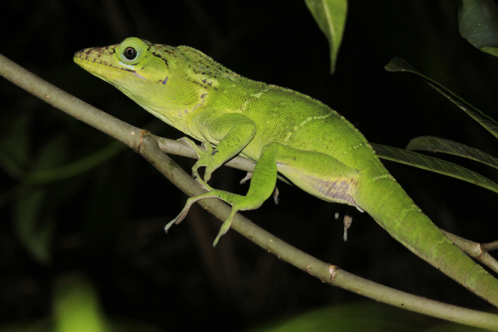 Haitian Green Anole