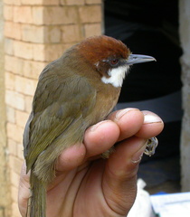 White-Throated Oxylabes photo 3