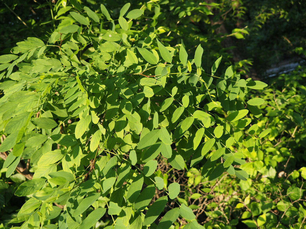 black-locust-from-silver-spring-md-usa-on-may-31-2023-at-07-16-pm-by