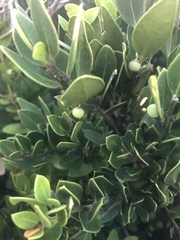 Robsonodendron maritimum