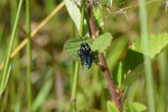 Thalestria spinosa