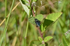 Thalestria spinosa