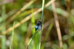 Thalestria spinosa