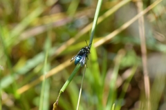 Thalestria spinosa