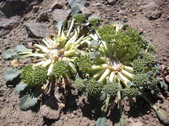 Gamocarpha scapigera