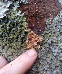 Podostictina pickeringii