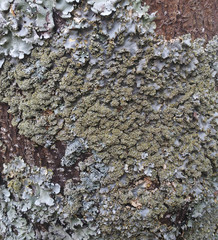 Podostictina pickeringii