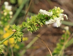 Stachys recta recta