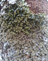 Podostictina pickeringii