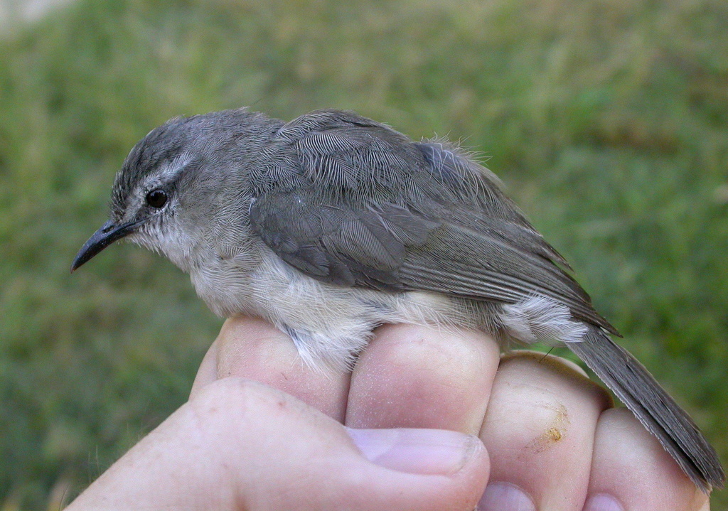 Rand's Warbler photo