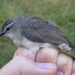 Rand's Warbler - Photo (c) Nick Block, some rights reserved (CC BY), uploaded by Nick Block