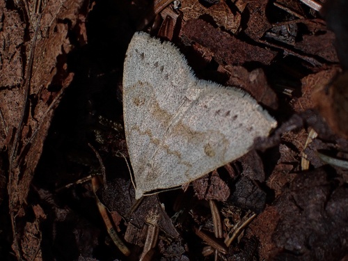 Morbid Owlet photo 5