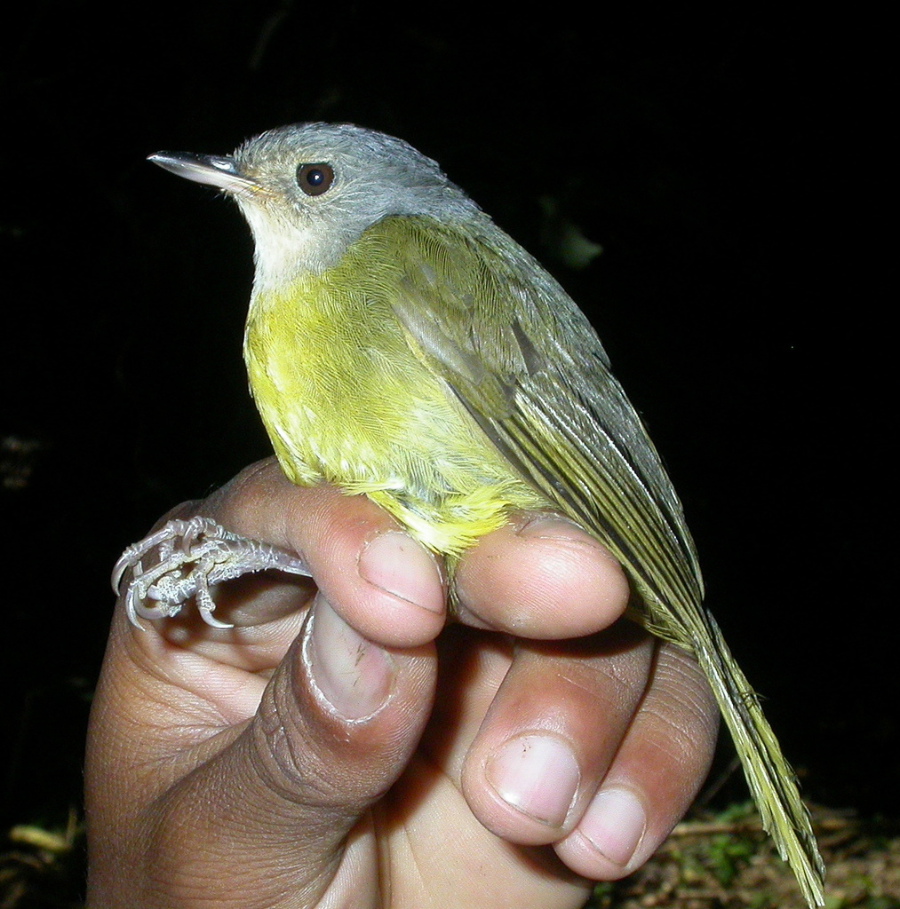 Gray-crowned Tetraka photo