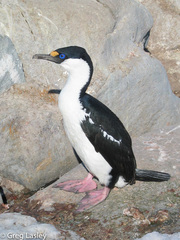 Leucocarbo bransfieldensis