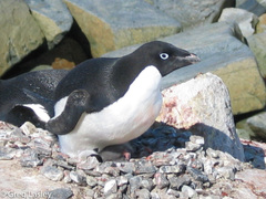 Adelie Penguin photo 4