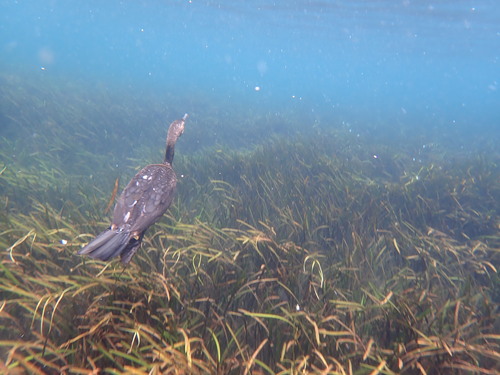 Double-crested Cormorant (Nannopterum auritum), photo 10