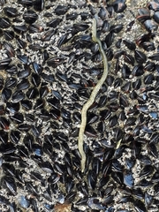 Phyllodocidae